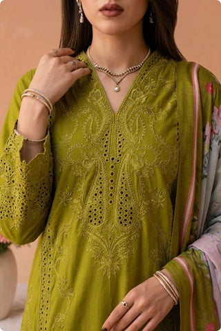 QAIS - ZP-81 - OLIVE