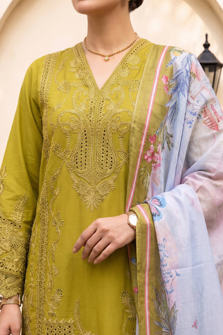 QAIS - ZP-81 - OLIVE